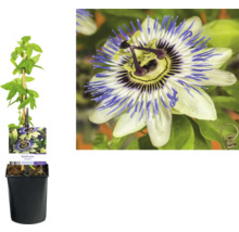 Passionsblume im Topf