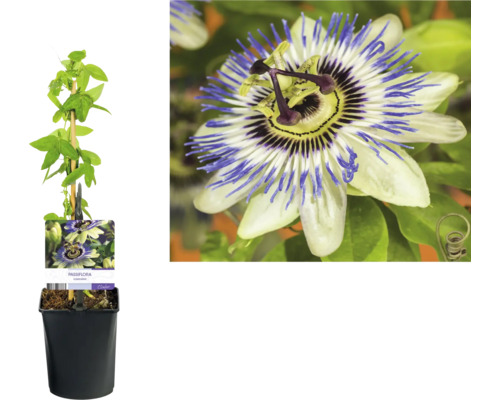 Passionsblume im Topf