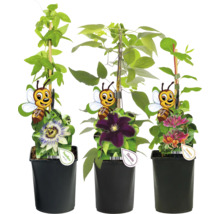 Drei Kletterpflanzen in Töpfen: Passionsblume, Clematis, Geißblatt