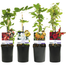Verschiedene Kletterpflanzen im Topf: Jungfernrebe, Clematis, Geißblatt und Kletterrose