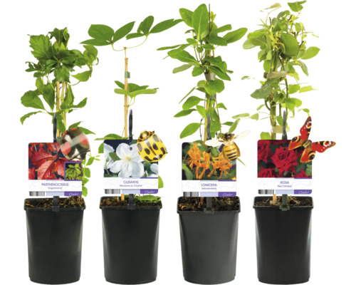 Verschiedene Kletterpflanzen im Topf: Jungfernrebe, Clematis, Geißblatt und Kletterrose