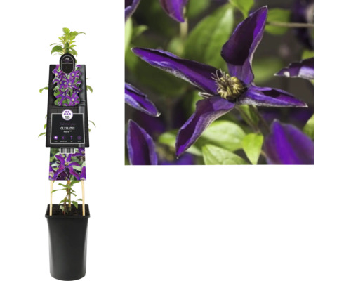 Clematis Noora im Topf