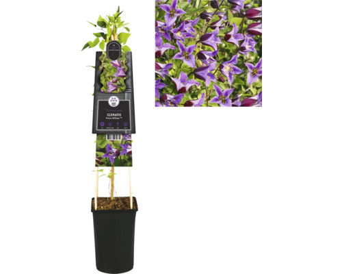 Clematis im Topf mit lila Blüten