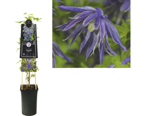 Clematis Pflanze im Topf
