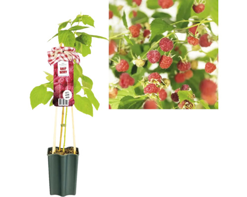 Himbeerpflanze im Topf mit reifen Früchten