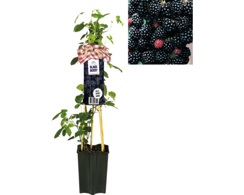 Brombeerpflanze im Topf mit Früchten