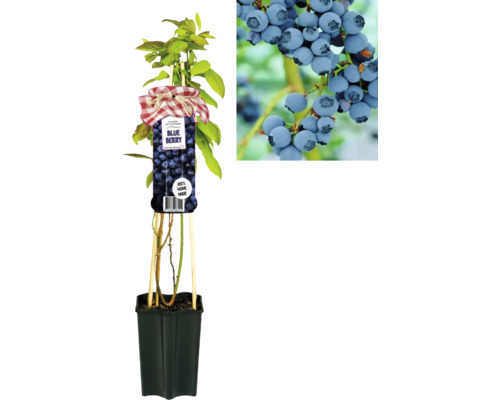 Blaubeer-Pflanze im Topf mit Früchten als Detailaufnahme