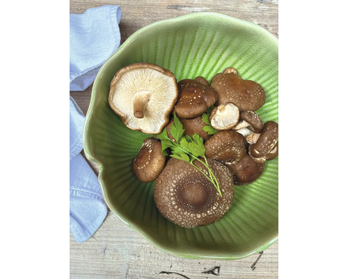 Shiitake Pilze in einer Schale mit Kräutern