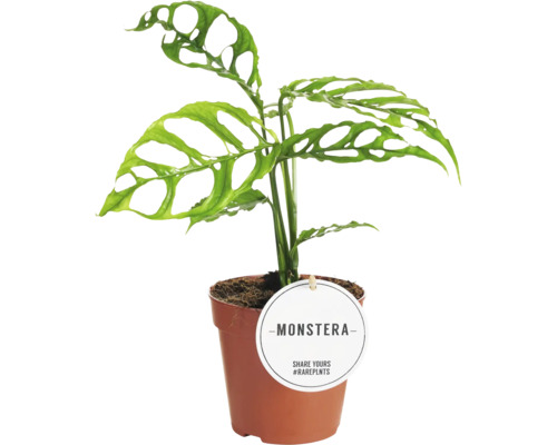 Fensterblatt FloraSelf Monstera obliqua 'Peru' Ø 12 cm Topf