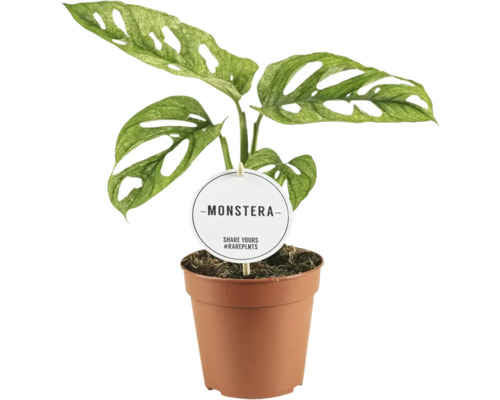 Fensterblatt FloraSelf Monstera adansonii 'Mint' Ø 12 cm Topf