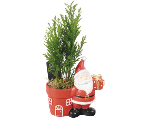 Arrangement Scheinzypresse Ellwoodii Santa FloraSelf H ca. 25 cm