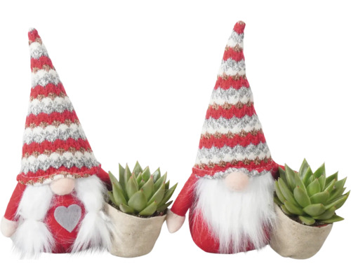 Arrangement Sukkulente Gnome FloraSelf H ca. 24 cm