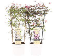 Zwei Clematis Montana Pflanzen in weißen Töpfen mit Kletterhilfen.