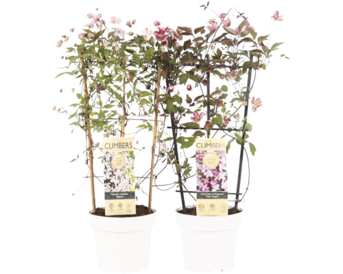 Zwei Clematis Montana Pflanzen in weißen Töpfen mit Kletterhilfen.