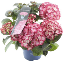 Gartenhortensie im Topf mit rosafarbenen Blüten