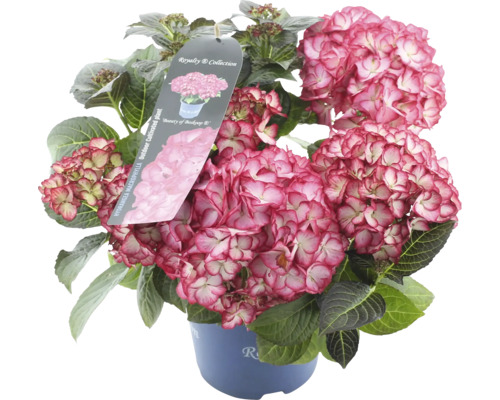 Gartenhortensie im Topf mit rosafarbenen Blüten
