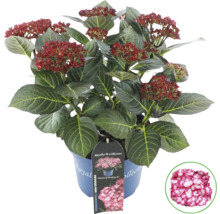 Rispenhortensie im Topf mit roten Blüten