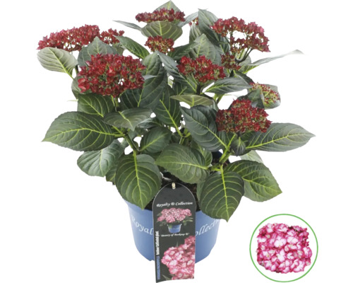 Rispenhortensie im Topf mit roten Blüten