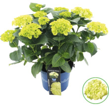 Hortensie im Topf mit grünen Blüten und Blättern