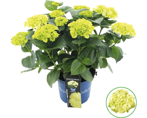 Hortensie im Topf mit grünen Blüten und Blättern