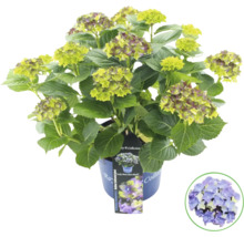 Hortensienpflanze im Topf mit grünen und violetten Blüten