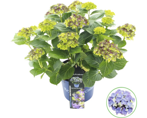 Hortensienpflanze im Topf mit grünen und violetten Blüten
