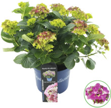 Hortensie im Topf