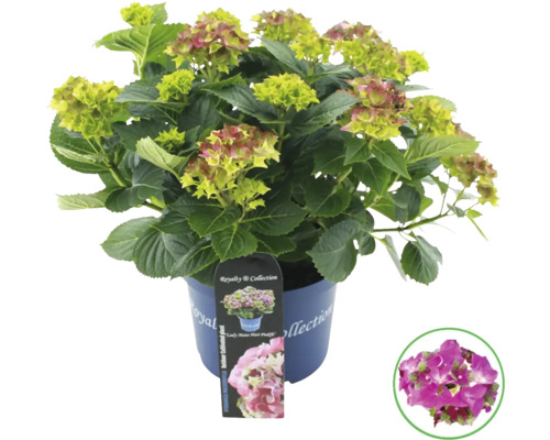 Hortensie im Topf