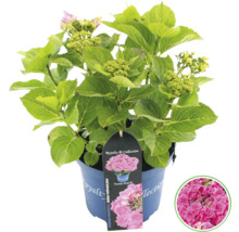 Hortensie im Topf