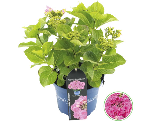 Hortensie im Topf