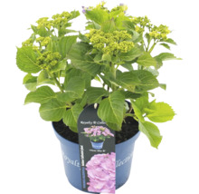 Hortensie im Topf, Outdoor-Kulturpflanze