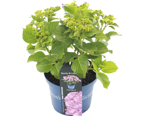 Hortensie im Topf, Outdoor-Kulturpflanze