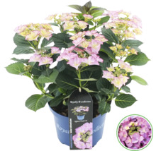 Hortensie im Topf mit rosa Blüten und grünen Blättern.