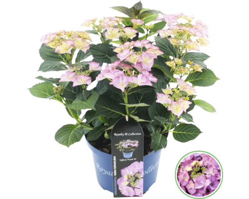 Hortensie im Topf mit rosa Blüten und grünen Blättern.