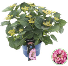 Hortensie im Topf mit Pflanzenetikett und Beispielblüte