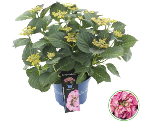 Hortensie im Topf mit Pflanzenetikett und Beispielblüte