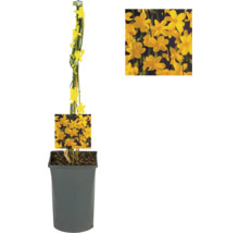 Gelber Winterjasmin an einem Bambusstab in einem grauen Topf.