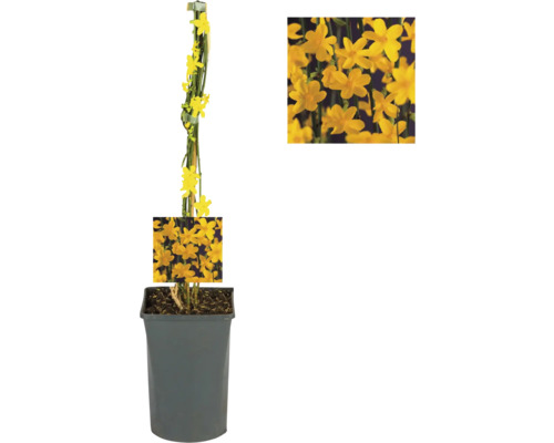 Gelber Winterjasmin an einem Bambusstab in einem grauen Topf.