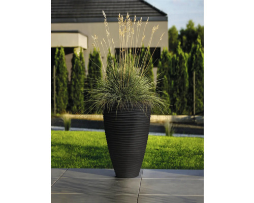 Dekorative Pflanze in einem gerippten Pflanzgefäß im Außenbereich.