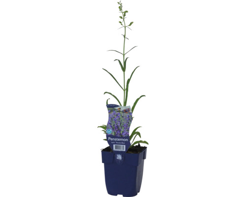 Bartfaden FloraSelf Penstemon barbatus 'Twizzle Blue' Co 0,5 L
