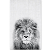 Dekomagnete Lion 8,5x5,5 cm