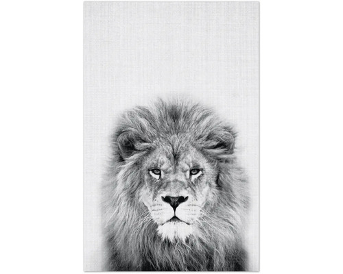 Dekomagnete Lion 8,5x5,5 cm