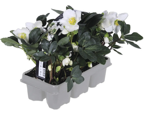 Christrose 6er Set FloraSelf Helleborus niger 'Christmas Carol'