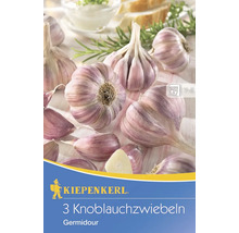 Steckzwiebeln Sperli Knoblauch 'Germidour' 3 Stk