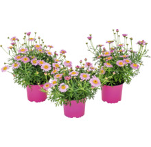 Drei Gänseblümchen in Töpfen