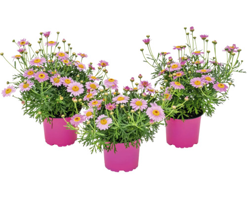 Drei Gänseblümchen in Töpfen