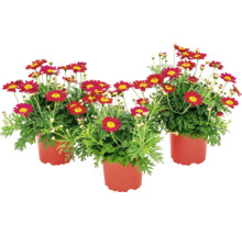 Drei rote Margeriten im Topf
