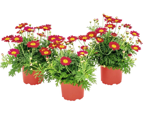 Drei rote Margeriten im Topf