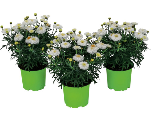 Drei Margeritenpflanzen im Topf