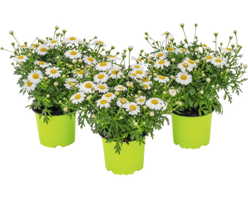 Drei Margeritenbüsche in Töpfen